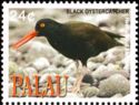Black Oystercatcher (Haematopus bachmani)